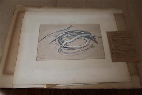 William Shackleton (1872-1933) Studies of fish and eels Largest 14.5 x 20in. unframed.